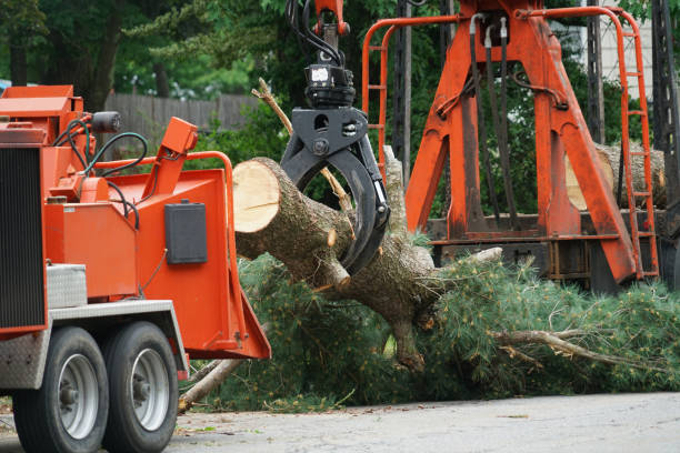 How Our Tree Care Process Works  in  Port St Lucie, FL